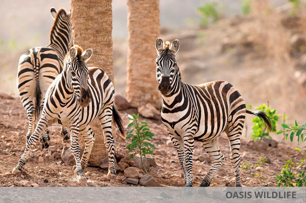 Club Hotel Drago Park & Oasis Wildlife